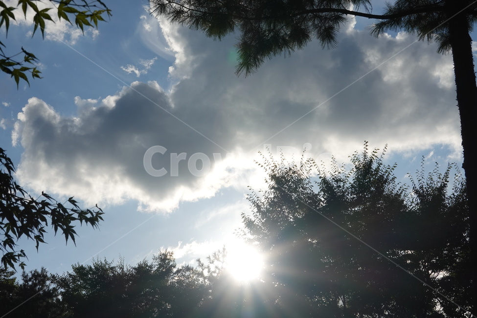 가을하늘,푸른하늘,푸른잎,자연,풍경,sky,tree,green,nature,자연,풍경,nature,landscape,flare,플레어,light,빛,weather,날씨