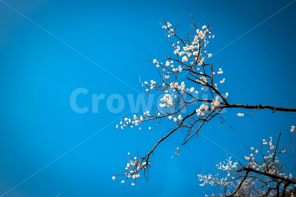 매화,순매원,원동,봄의전령,꽃,식물,자연,plants,nature,봄,계절,spring,season,꽃,flower