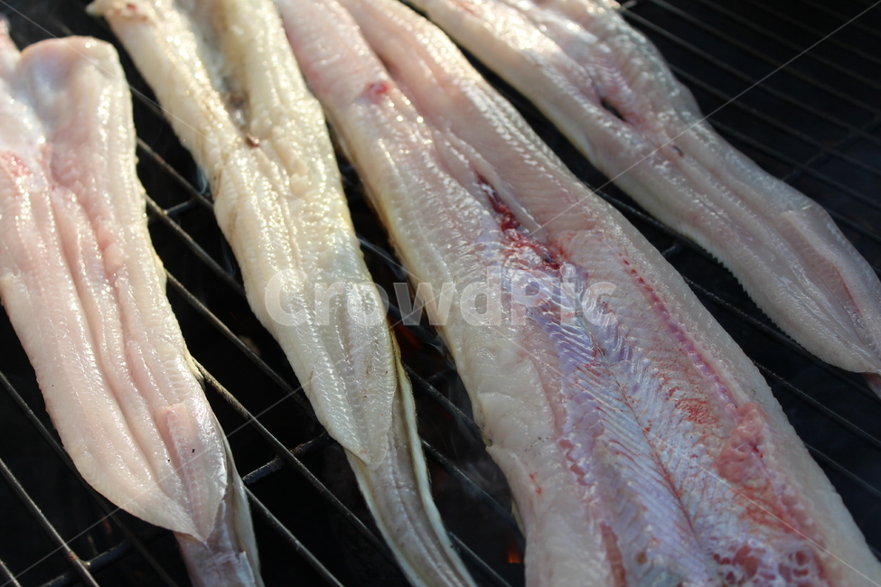 장어구이,물고기,구이,캠핑,화로,음식,식재료,요리,food,cook,meal,dishes,food reserves,수산물,해산물,fishery products,seafood