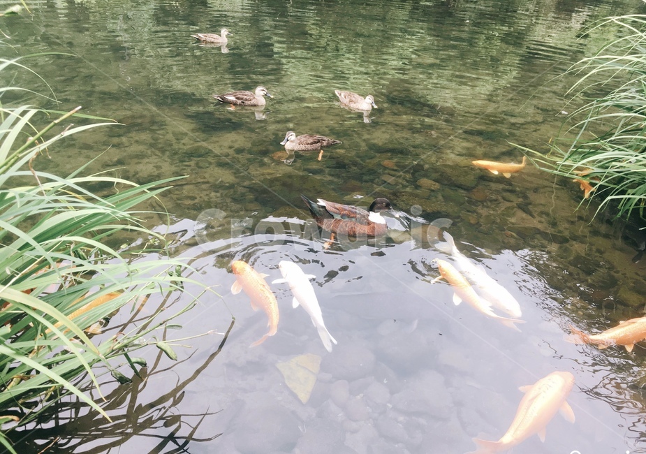 fish,잉어,물고기,오리,자연,폭포,냇가,개울