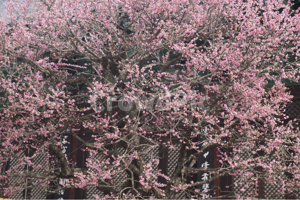매화,자장매화,홍매화,통도사,봄꽃,봄,계절,spring,season,한국전통,한국문화,korean traditional,korean culture,식물,자연,plants,nature,꽃,flower,감성,sensible,feeling,cherry blossom,벚꽃,plant,blossom