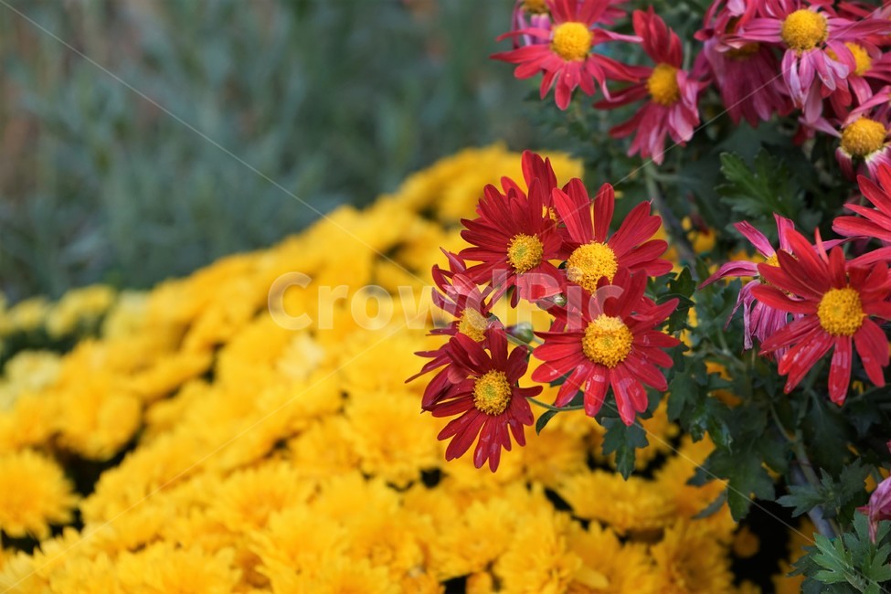 국화,가을,우아함,노랑,꽃,꽃송이,chrysanthemum,autumn,bloom,fall,nature,yellow,elegance,beautiful,plant,flower,계절,season,floral,nobility,고귀함,향기,가을대표,식물,자연,plants,nature,꽃,flower