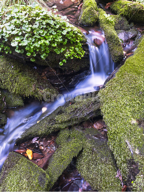계곡,water,물,nature,자연,outdoors,식물,plant,강,river,옥외,이끼,자연,풍경,nature,landscape