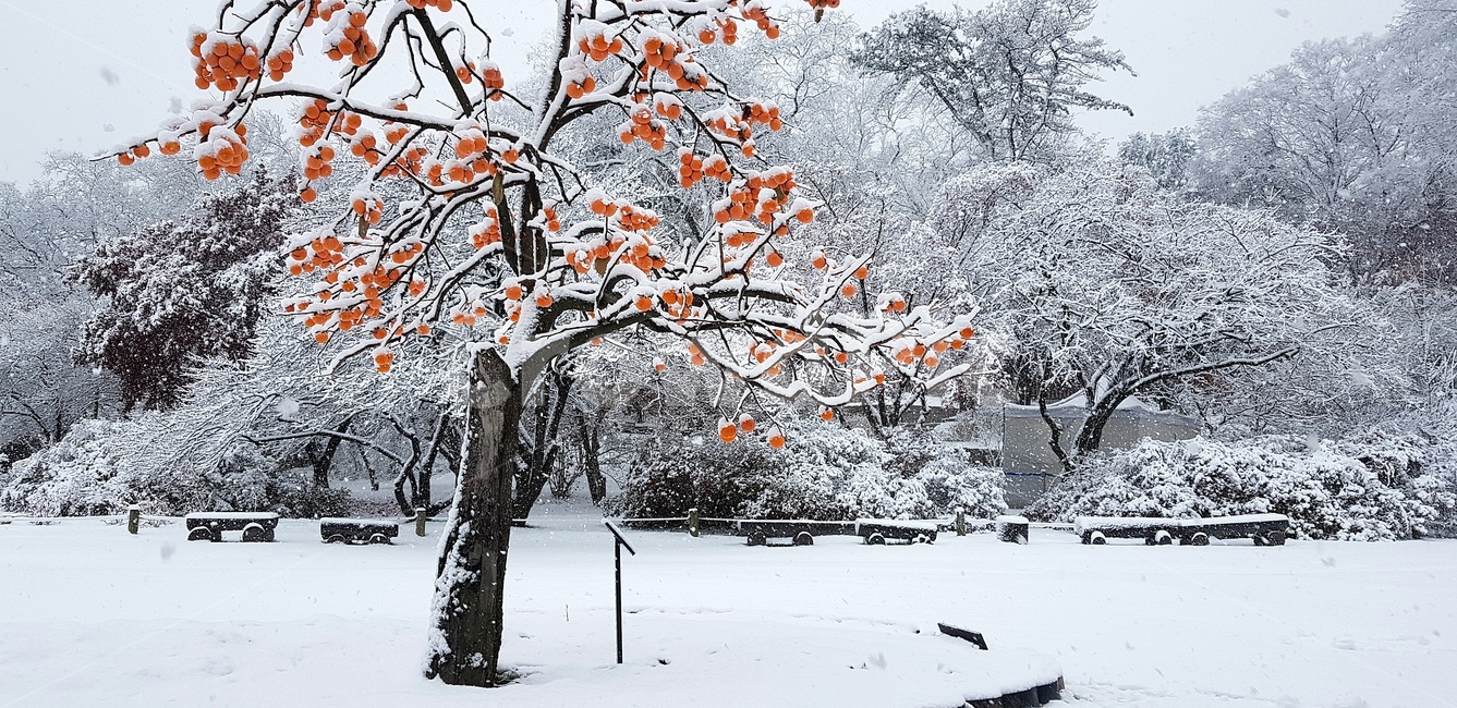 첫눈,창덕궁,낙선재,홍시,firstsnow,changdeokgung,redripepersimmon,softpersimmon,persimmon,changdeokgungnakseonjae,nakseonjae,겨울,계절,winter,season,식물,자연,plants,nature,과일,열매,fruit