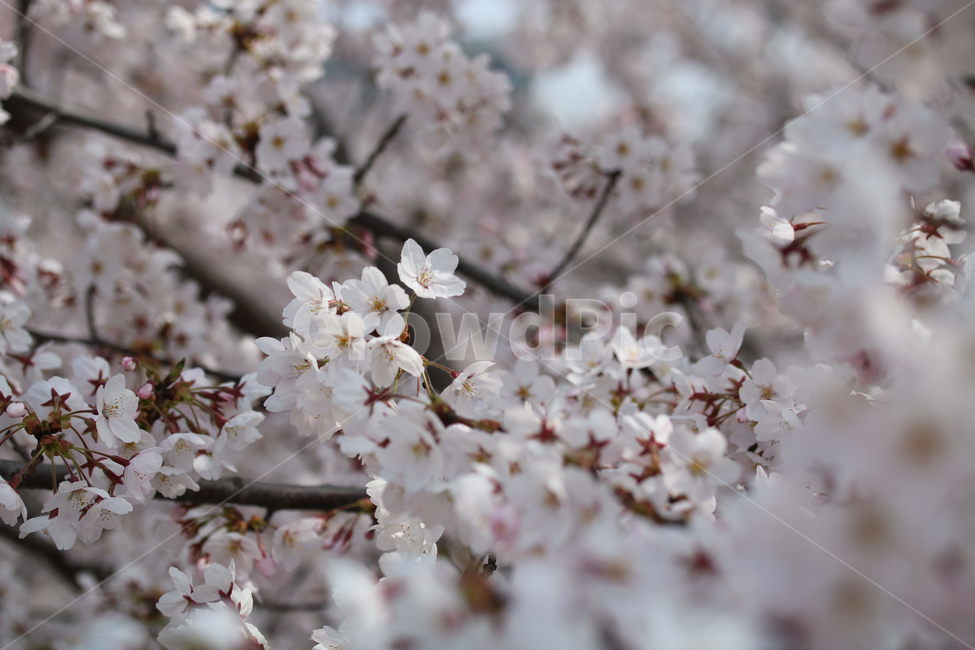 벚꽃,꽃,봄,분홍색,하얀색,갈색,계절,색깔,식물,자연,cherryblossom,pink,brown,white,flower,spring,season,color,plant,nature,봄,계절,spring,season,식물,자연,plants,nature,꽃,flower,blossom,cherry blossom