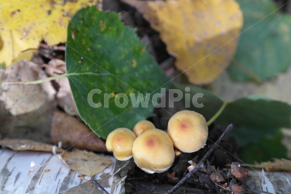 버섯,식물,산,자연,나무,이끼,나무결,접사,그늘,낙엽,가을,버섯,mushroom