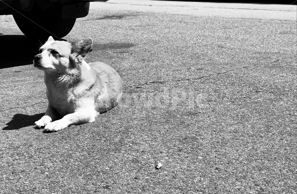개,휴식,아스팔트,길,거리,엎드리기,동물,animal,포유류,mammal,개,강아지,dog,doggy,흑백,모노톤,monochrome,black and white