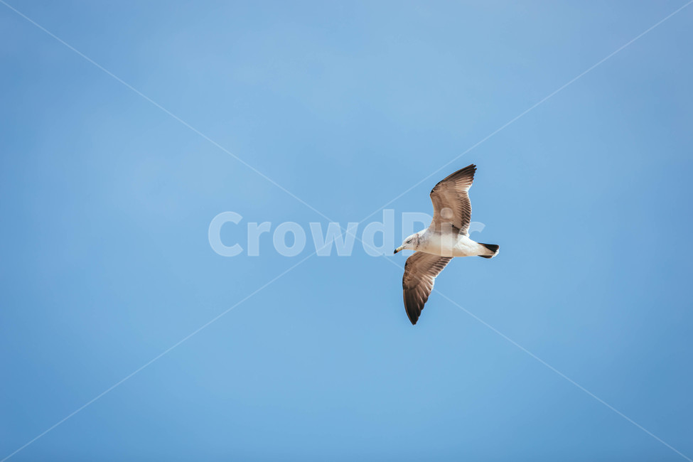 seagull,갈매기,animal,동물,bird,새,flying