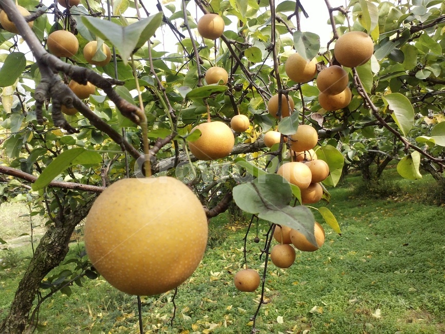 배,과수,열매,장미과,교목성낙엽과수,pear