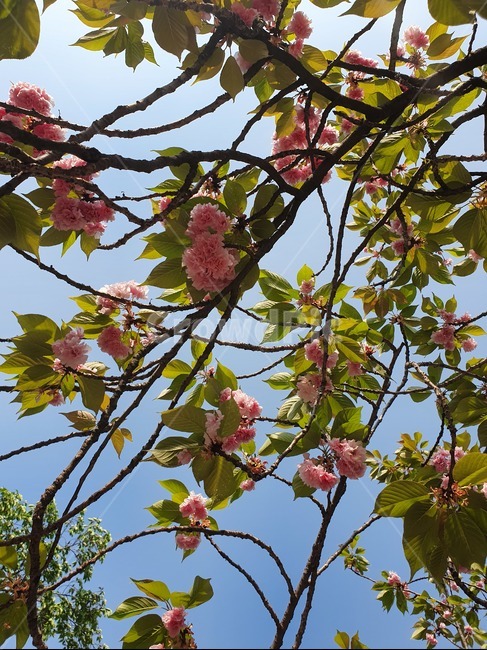 꽃,겹벚꽃,벚꽃,pink,flower,분홍꽃,분홍색,핑크색,하늘,식물,자연,plants,nature,꽃,flower