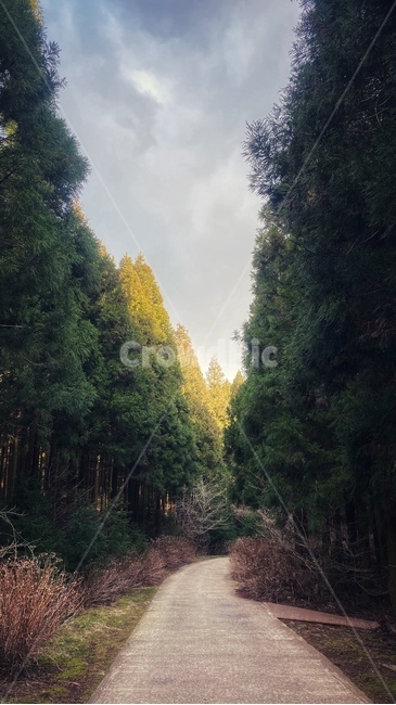 숲,나무,tree,식물,plant