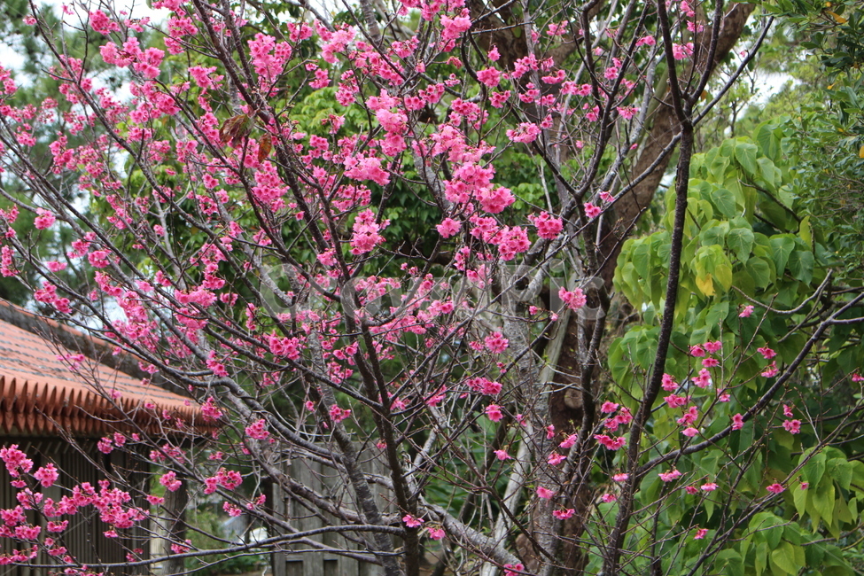 배경,나무,꽃,일본,오키나와,봄,계절,spring,season,식물,자연,plants,nature,꽃,flower,plant,blossom