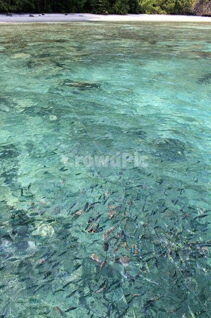 물고기,water,물,nature,자연,sea,바다,ocean,대양,sealife,해양생물,reef,암초,fish,tropicalsea,어류,물고기,fish