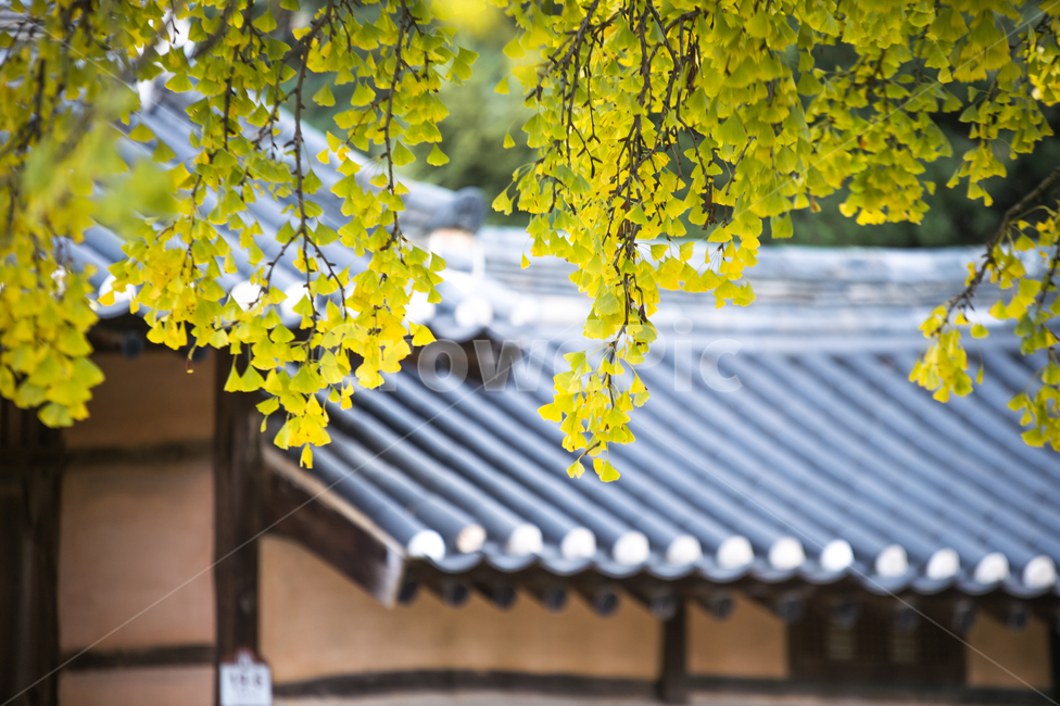 autumn,은행나무,노랑,기와집,엽서,가을,감성,가을,계절,fall,autumn,season,한국전통,한국문화,korean traditional,korean culture,건축물,건물외관,exterior,building,structure,architecture,construction,plant,식물