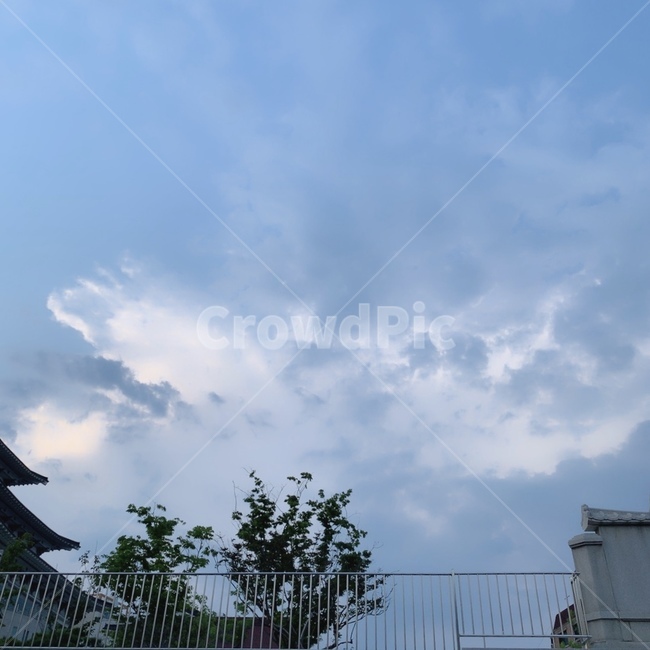 하늘,구름,나무,대학교,저녁