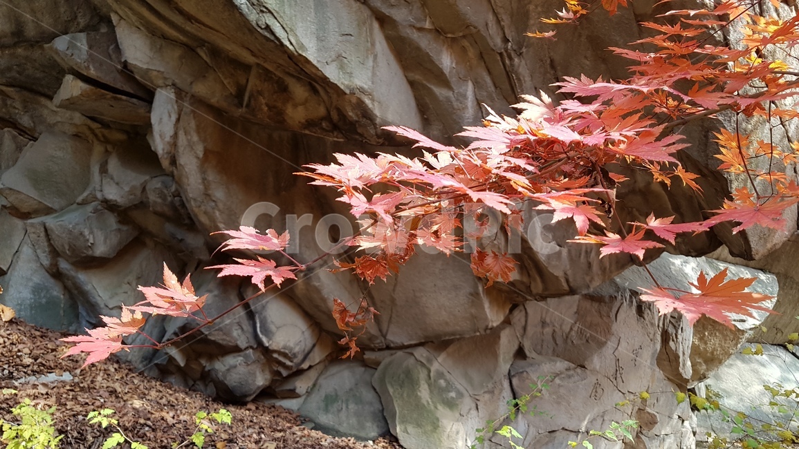 도봉산,단풍,도봉산단풍,가을풍경,단풍나무,단풍잎,도봉산거북골,가을,계절,fall,autumn,season,leaf,잎,plant,식물,tree,나무,maple