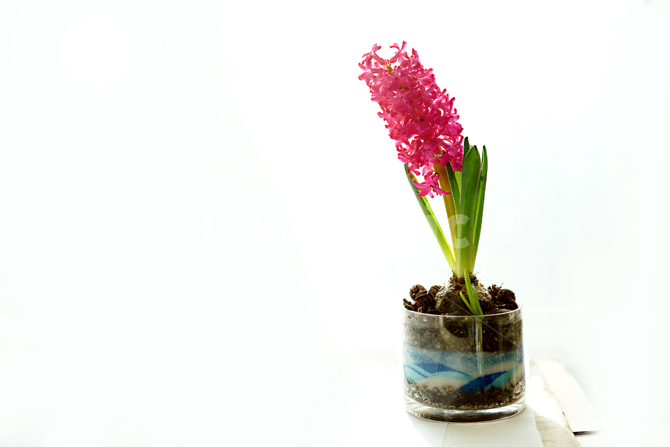 꽃,플라워,식물,생명,생물,핑크,분홍,컬러,color,flower,pink,화분,취미,녹색,그린,꽃,flower,실내용화초,화분,화초,house plant