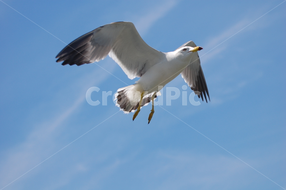 갈매기,seagull,새,bird,동물,animal,flying,동물,animal,조류,새,birds