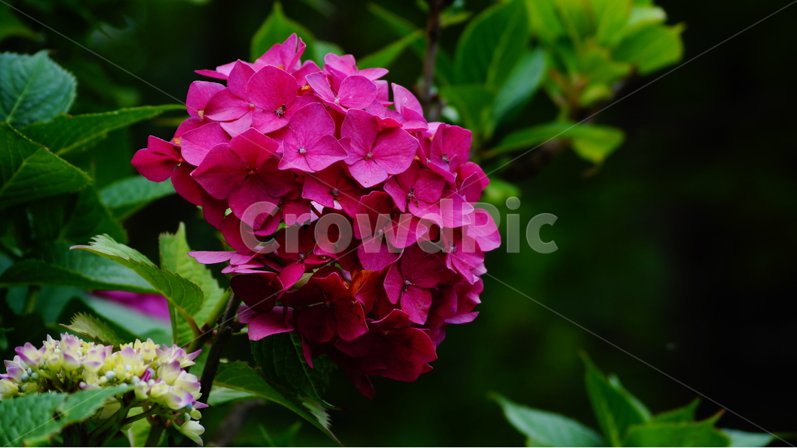 수국,꽃,꽃사진,식물,수국꽃,식물,자연,plants,nature,꽃,flower