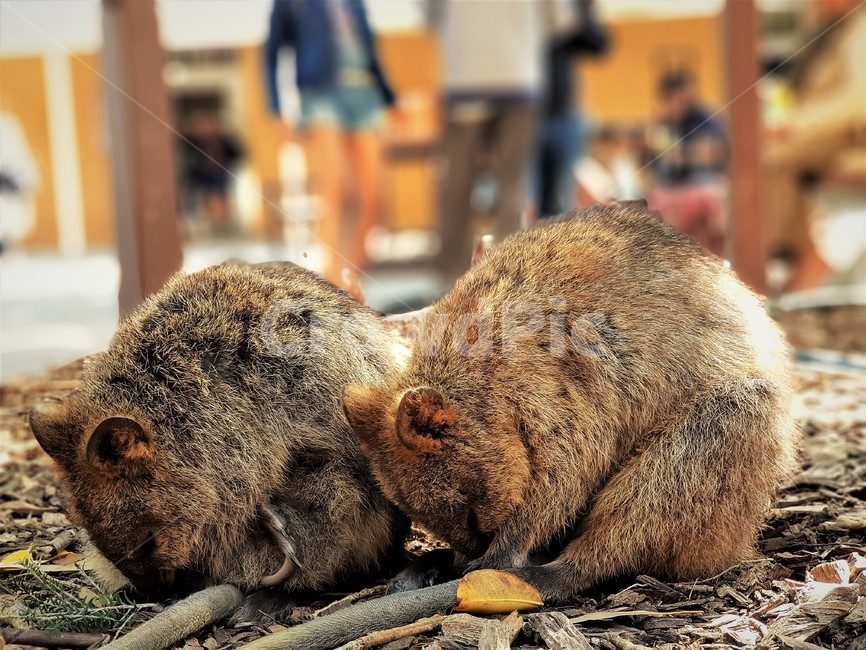 동물,쿼카,쌍둥이,잠,휴식,twins,animal,sleep,rest,호주,australia