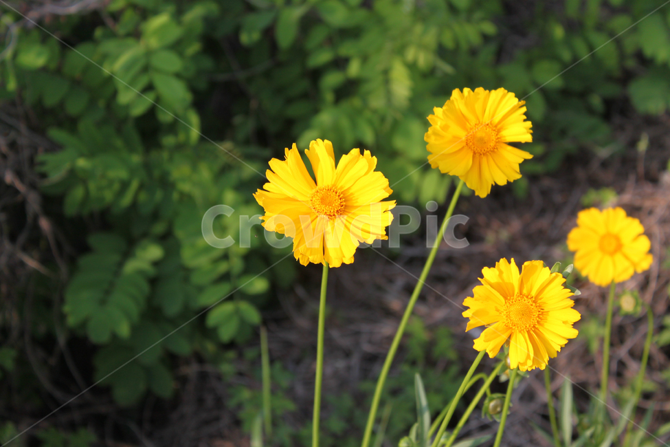 꽃,노란꽃,식물,향기,flower,자연,봄,여름,가을,공원,화단,화분,플라워,노란색,garden,floral,botany,blooming,식물,자연,plants,nature,꽃,flower