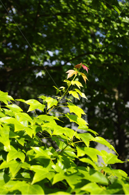 나뭇잎,잎,초록,식물,나무,식물,자연,plants,nature