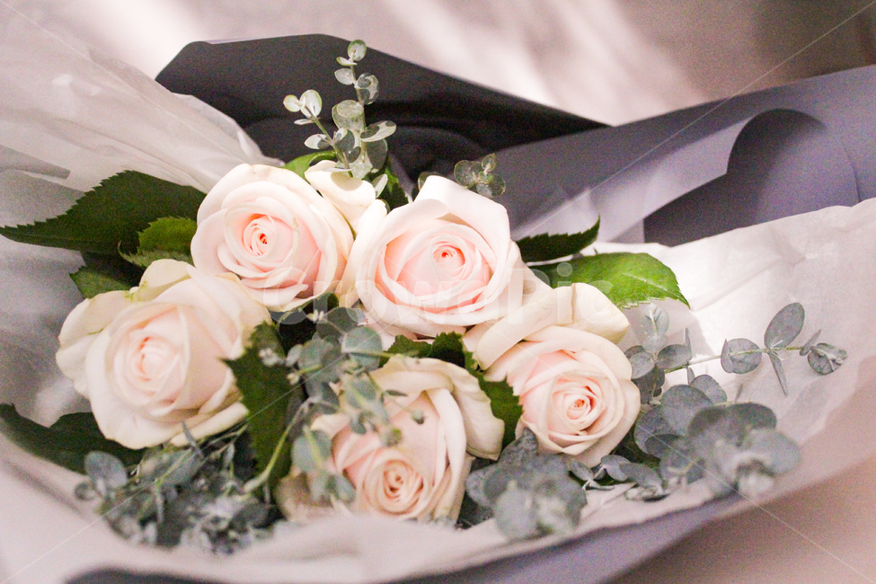 꽃,flower,rose,장미,분홍장미,꽃다발,plant,식물,blossom,꽃,flower,기념일,축하,anniversary,congratulation,celebrate,celebration