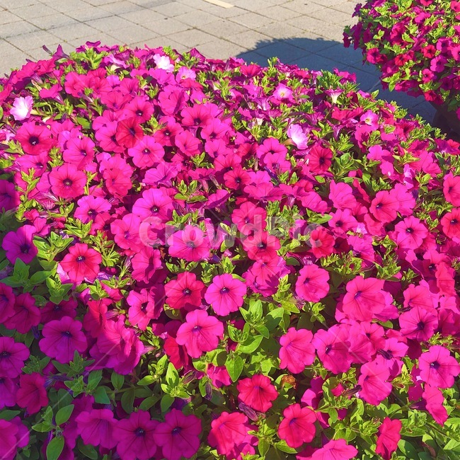 꽃,팬지,식물,flower,pansy