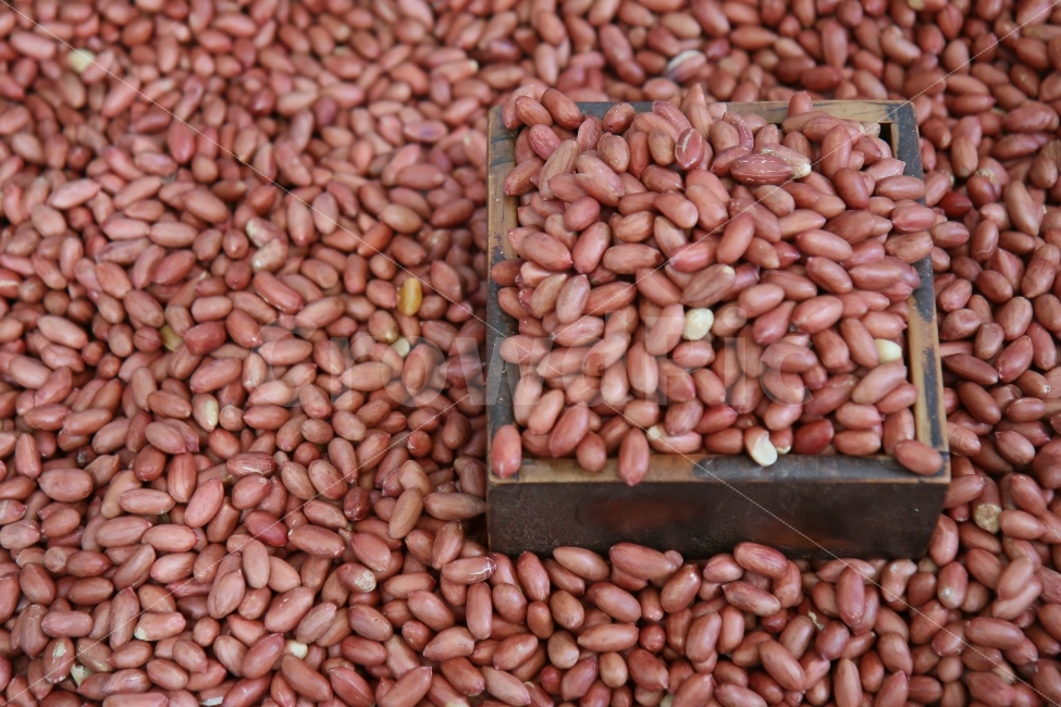 전통시장,한되,땅콩,견과류,재래시장,시장,생땅콩,peanut,가을,껍질,햇땅콩,영양,영양간식,음식,식재료,요리,food,cook,meal,dishes,food reserves,콩류,견과류,beans,pulse,nuts,dry fruits