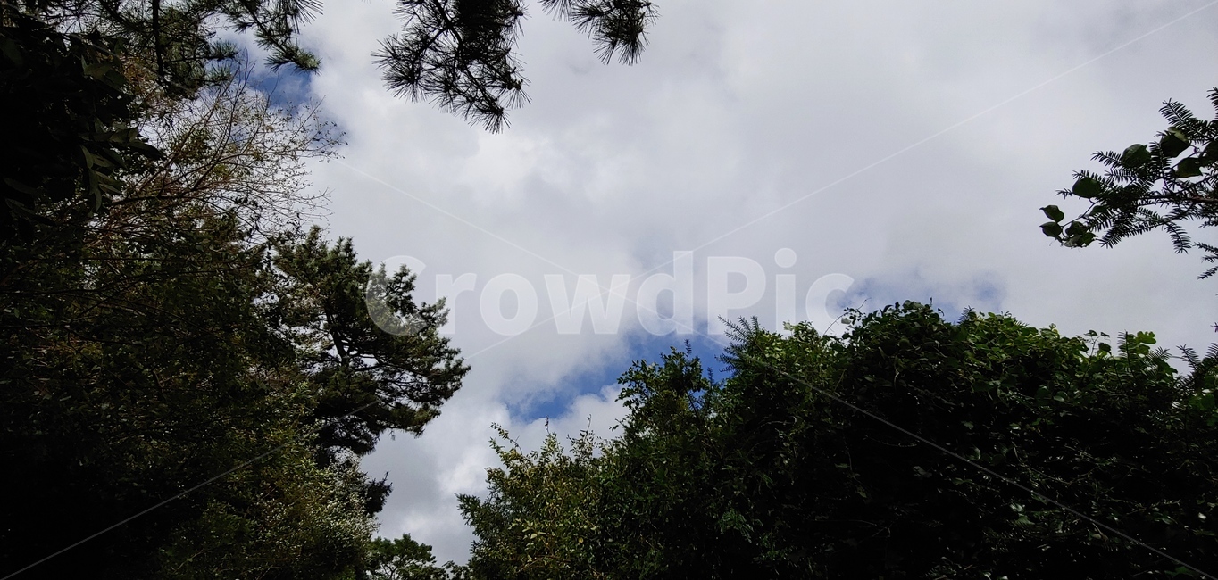 구름,나무,하늘,cloud,tree,sky