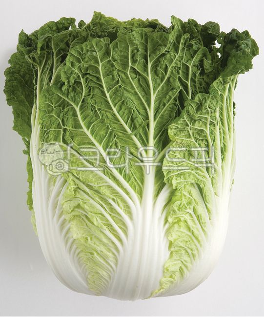 배추, cabbage, vegetable, 채소, food, 사진,이미지,일러스트,캘리그라피 - haesung-99작가