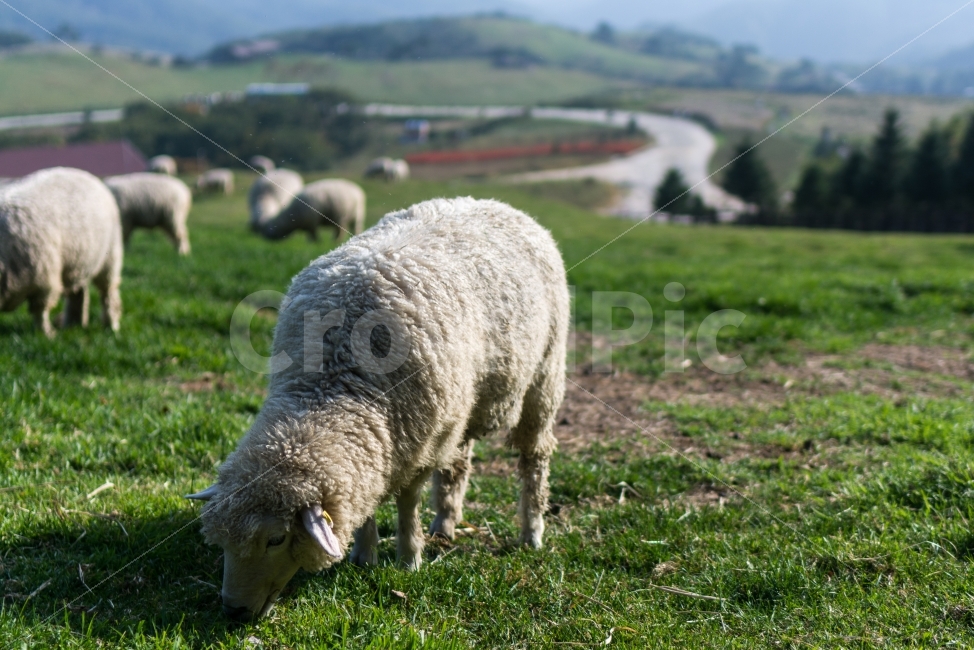 양,목장,동물,자연,풍경,동물,animal,포유류,mammal,산업,industry,industrial,목축업,목장,livestock farming,ranching,pasture