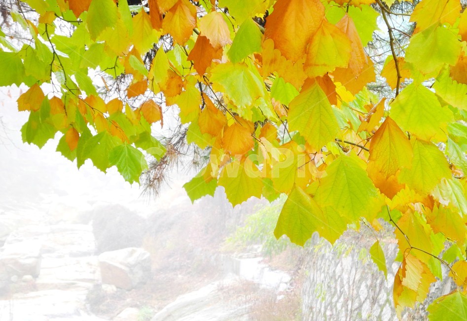 플라타나스,안개낀산,가을산,단풍,산안개,가을산행,가을,계절,fall,autumn,season