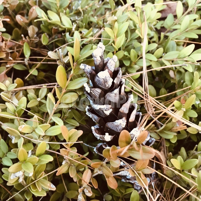 솔방울,가을,아날로그,솔잎,감성,식물,자연,plants,nature