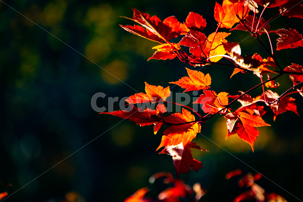 가을,산,단풍,붉은색,나무,가을,계절,fall,autumn,season,plant,식물,leaf,잎,tree