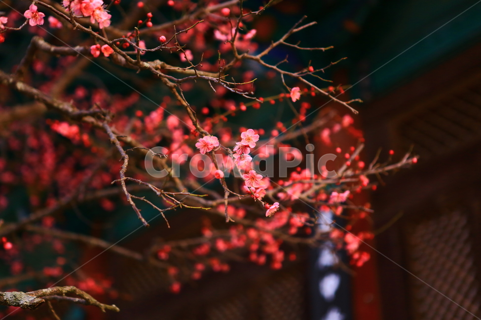 통도사,매화,빨강,절,꽃,봄꽃,봄,계절,spring,season,식물,자연,plants,nature,꽃,flower,plant,blossom