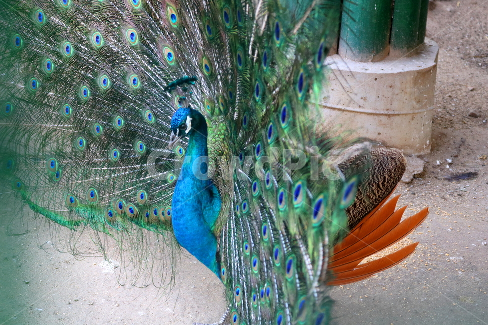 새,조류,공작,공작새,꿩과,동물,동물,animal,조류,새,birds
