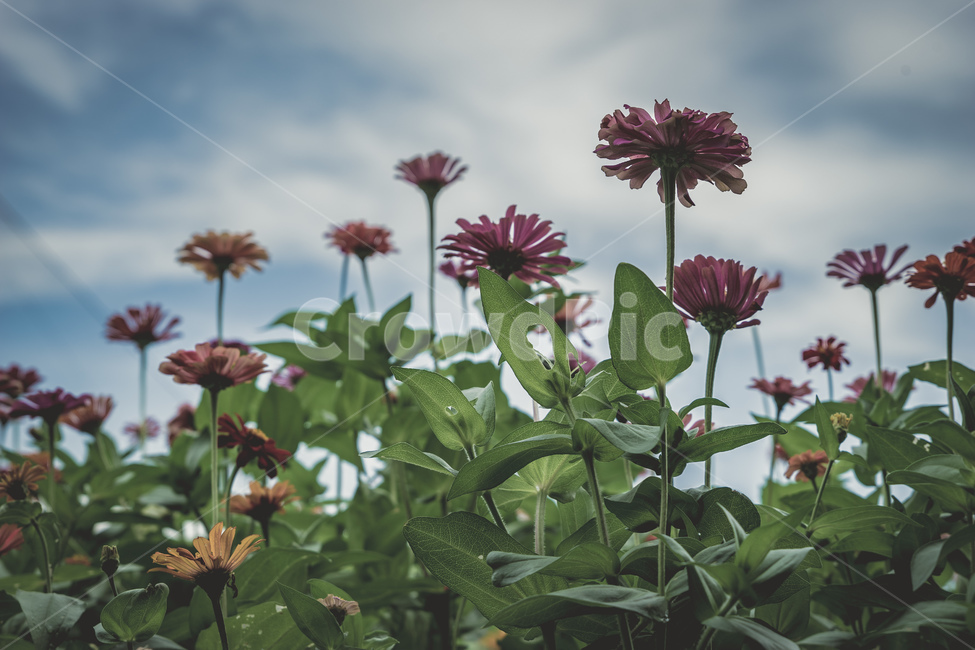 공원,꽃,자연,하늘,구름,풀,감성,여름,park,flowers,nature,sky,cloud,plants,summer,beautiful,식물,자연,plants,nature,꽃,flower
