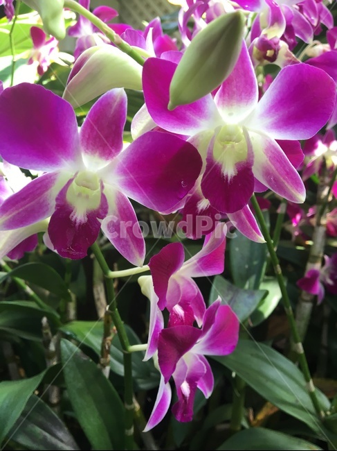 식물,flower,꽃,blossom,plant,식물,자연,plants,nature