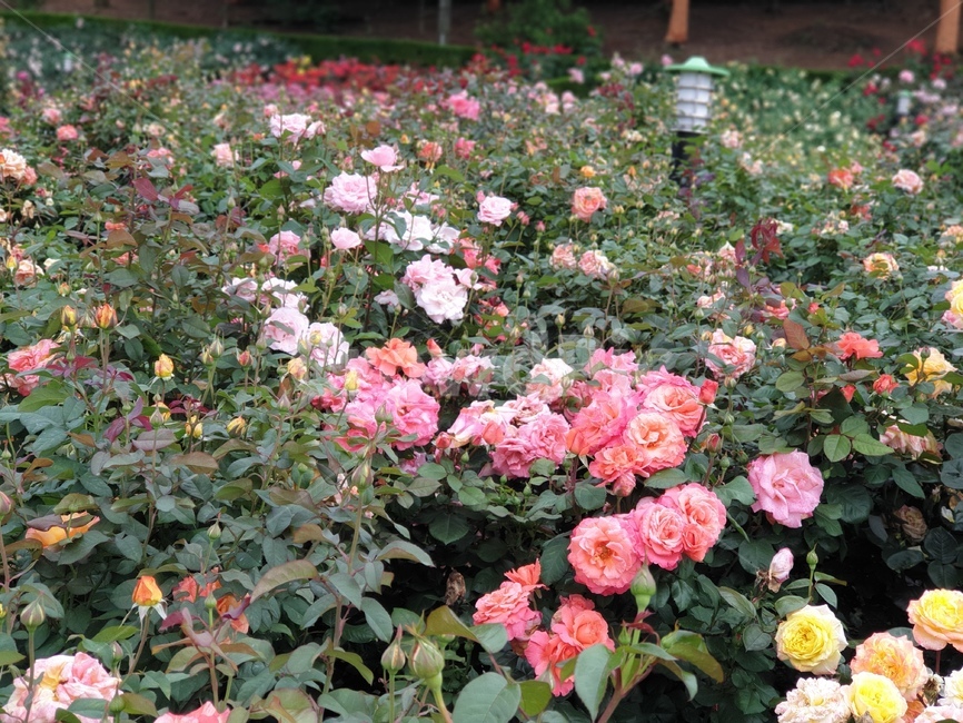 노란장미,분홍장미,연분홍장미,rose,노란꽃,장미꽃,꽃,알록달록장미,장미밭,분홍꽃,자연,식물,장미원,장미,야외,꽃축제