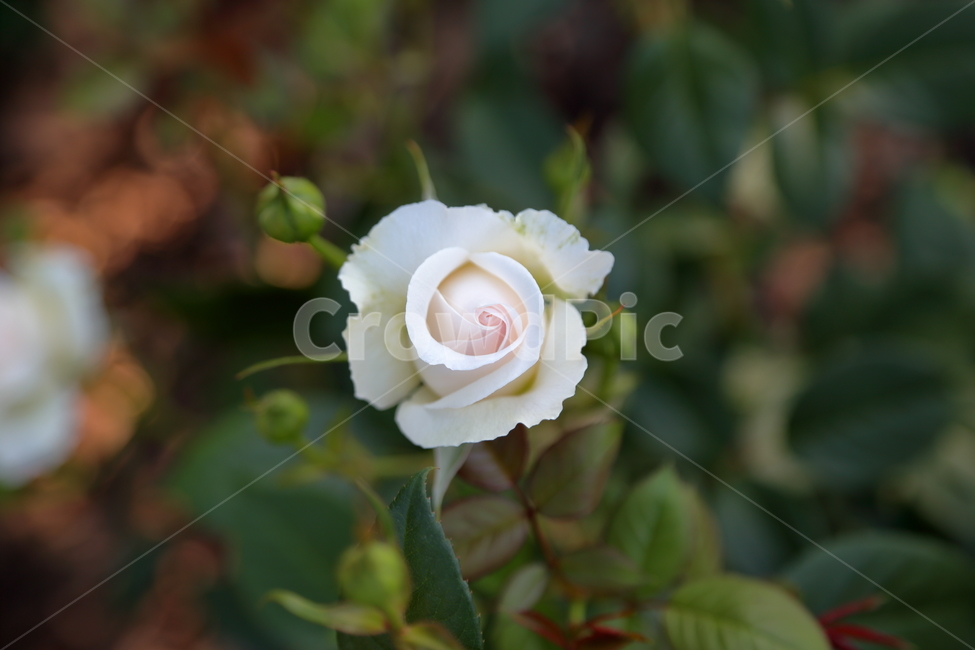 장미,장미꽃,꽃,rose,flower,백장미,하얀장미,5월,6월