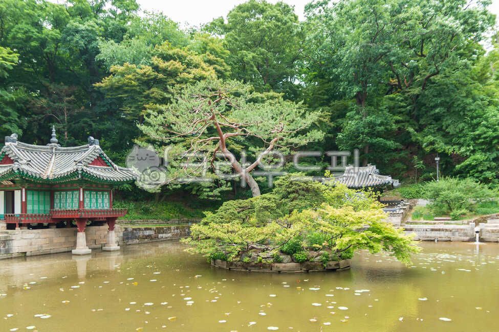 창덕궁,후원,비원,부용지,부용정,궁궐,궁전,궁,대궐,연못,서울,대한민국,조선,조선왕조,왕궁,유적,문화유산,문화,유산,건물,목조건물,자연,나무,정원,풍경,경치,전통건물,기와,기와지붕,고즈넉한,아름다운,건축물,건축양식,문화재,보물,세계유산,녹색,조용한,평화로운,정자,누각