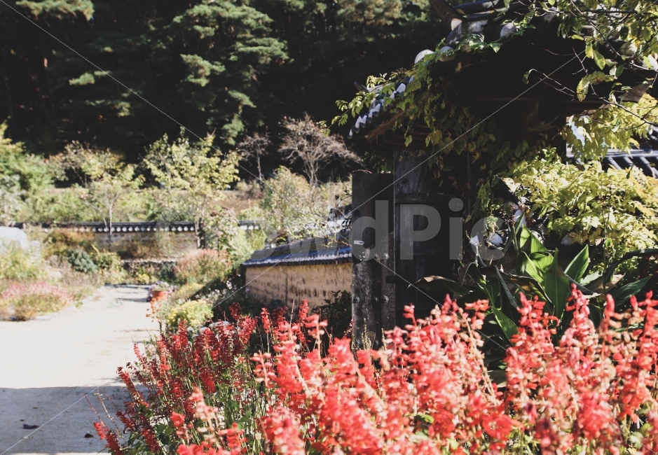 문화재,가을,여행,담벼락,꽃,육신사,사육신,한국문화,전통,기와,자연,풍경,nature,landscape,한국자연풍경,한국자연경관,korea nature landscape,한국전통,한국문화,korean traditional,korean culture,감성,sensible,feeling,plant,식물