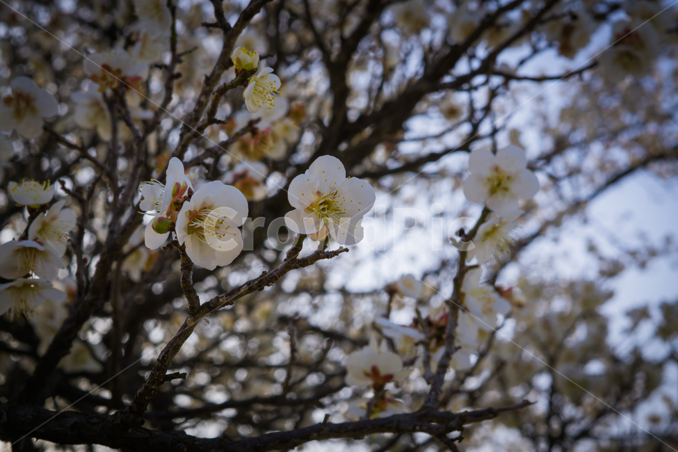벚꽃,봄,꽃,자연,접사,spring,flower,nature,natural,cherryblossom,봄,계절,spring,season,식물,자연,plants,nature,꽃,flower,plant