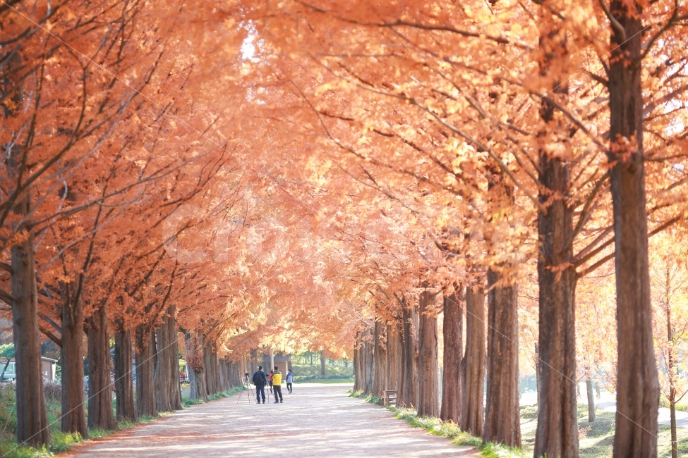 가을,낙엽,노란,붉은,단풍,메타세콰이어길,담양,자연,풍경,nature,landscape,가을,계절,fall,autumn,season,plant,식물,tree,나무