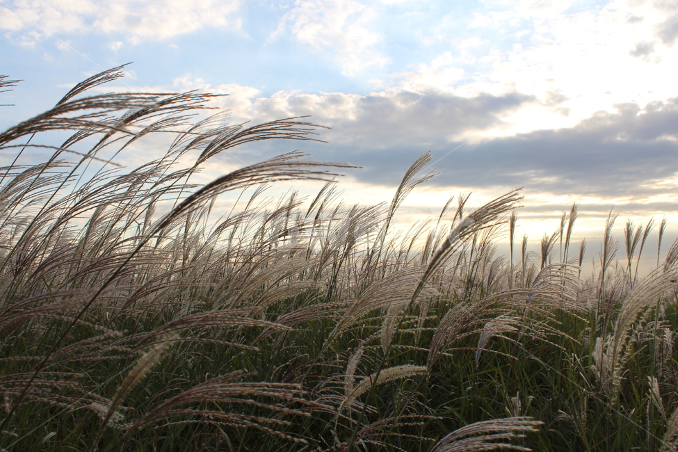 갈대,가을,쓸쓸함,바람,자연,plant,식물,잔디,가을,계절,fall,autumn,season,식물,자연,plants,nature,grass,lawn