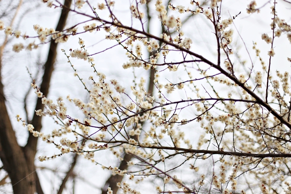 하동,경남하동,매화마을,매화축제,매화꽃,매화,꽃,flower,hadong,봄,계절,spring,season,식물,자연,plants,nature,꽃,flower,plant