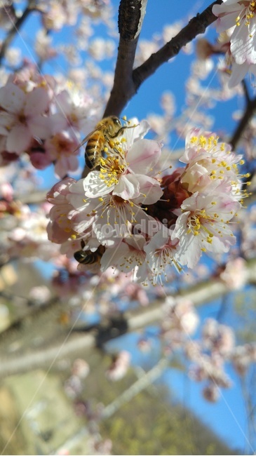 plant,식물,bee,벌,honeybee,꿀벌,insect,곤충,꽃,나무