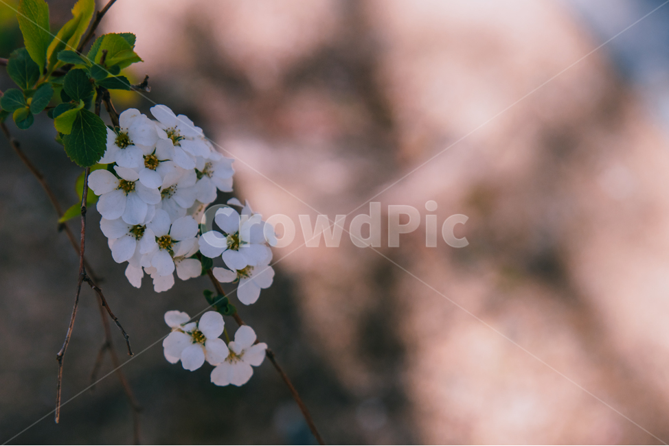 벚꽃,꽃,식물,배경,자연,봄,계절,spring,season,식물,자연,plants,nature,꽃,flower,plant,blossom,geranium,제라늄