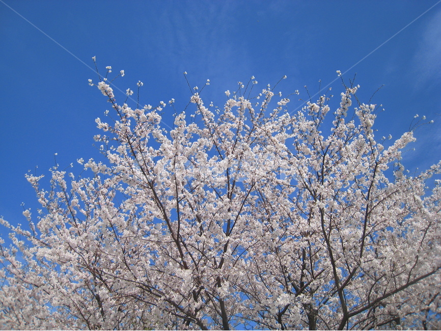하늘,파란하늘,벚꽃,벚나무,꽃,흰색,파란색,배경,sky,blue,cherryblossom,tree,white,background,wallpaper,봄,계절,spring,season,식물,자연,plants,nature,꽃,flower,outdoors,옥외,ice,빙